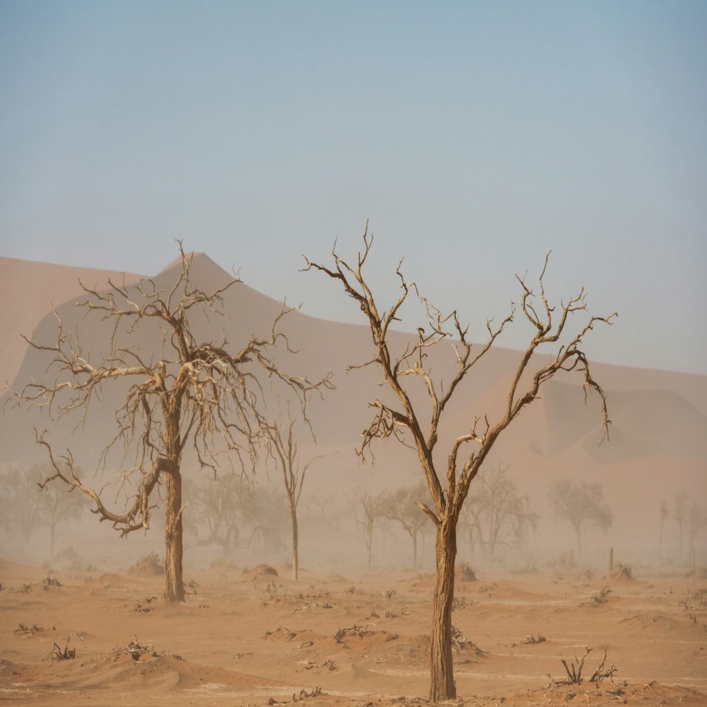 Dead trees. Sossusvlei, Famous sand dunes and dead trees in Deadvlei