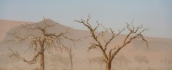 Dead trees. Sossusvlei, Famous sand dunes and dead trees in Deadvlei