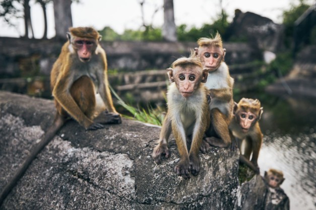 Group of cute monkeys